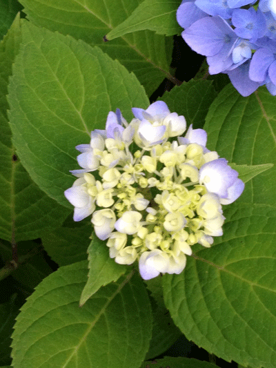 hydrangea-1